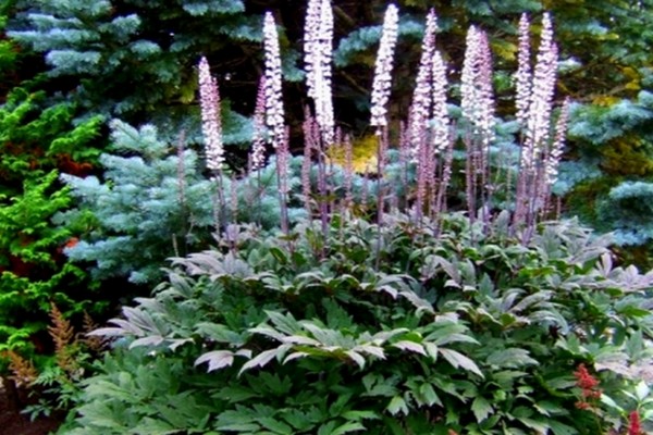 black cohosh landing + at pag-aalaga