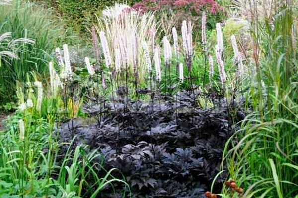 black cohosh péče