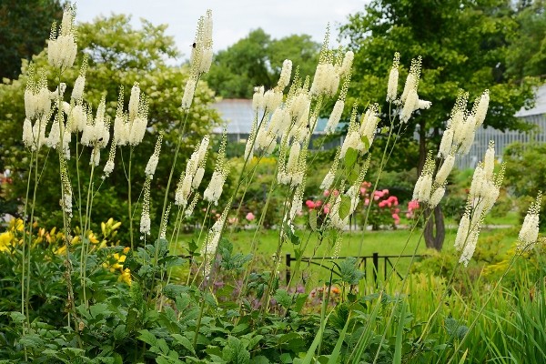 black cohosh landing