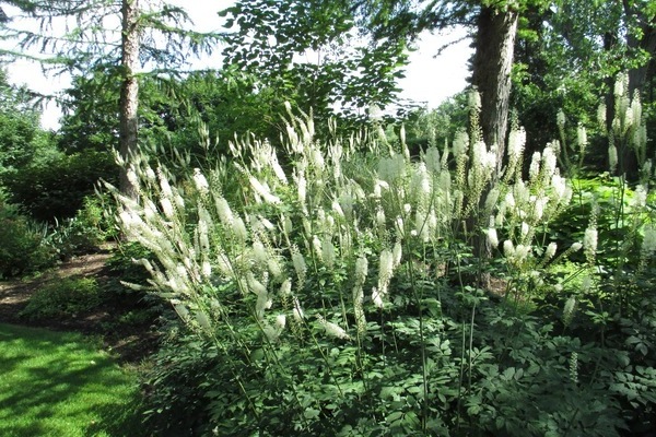 zwarte cohosh plant