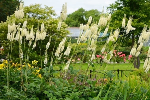 zwarte cohosh plant