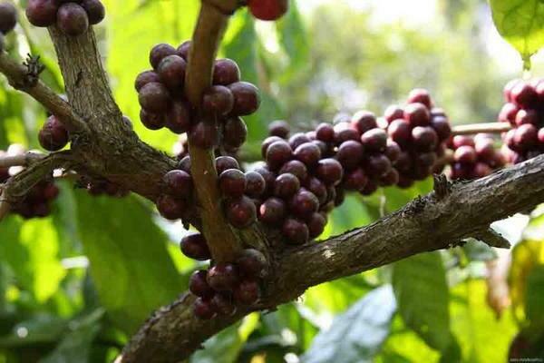 Larawan ng puno ng kape