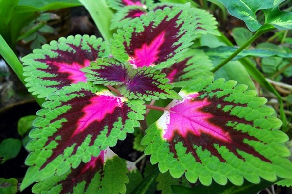 coleus care