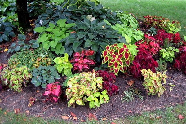 coleus care