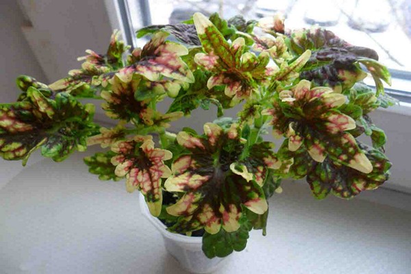 coleus home