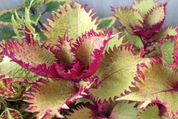 coleus seeds