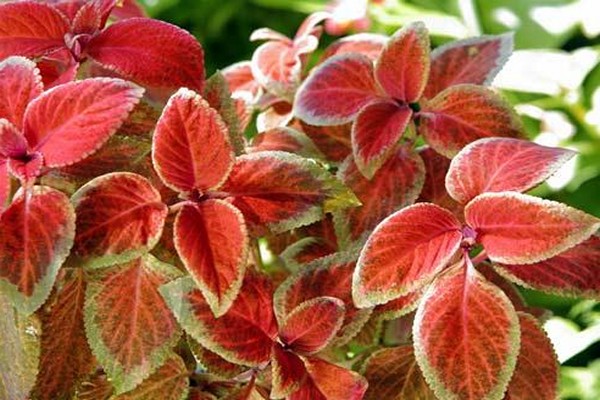 coleus care