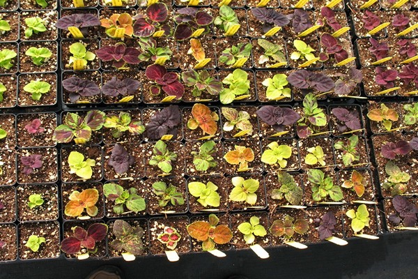 coleus care