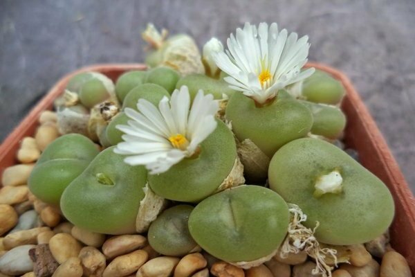 Conophytum-Foto