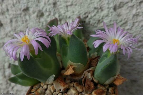 Conophytum-Foto