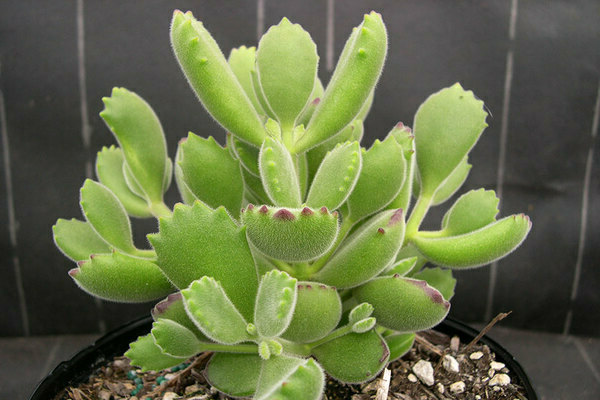 Cotyledon photo