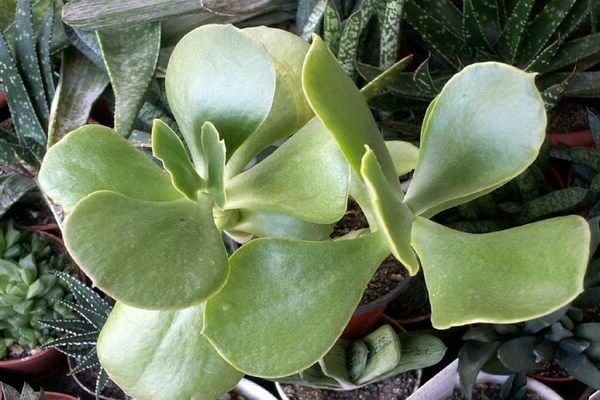 Cotyledon photo