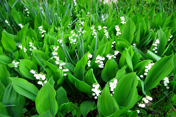 lily of the valley photo