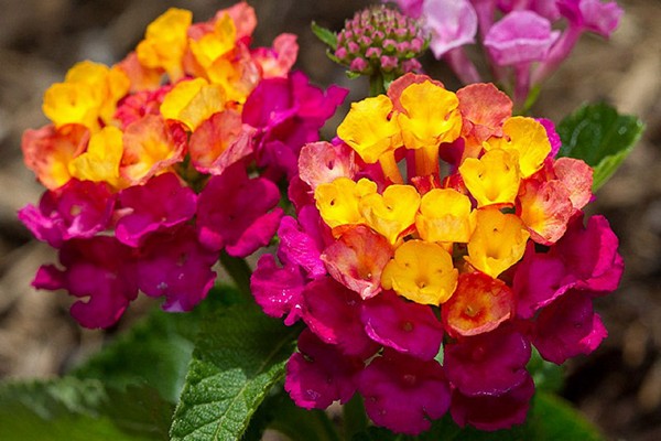 Lantana-Blumenfoto