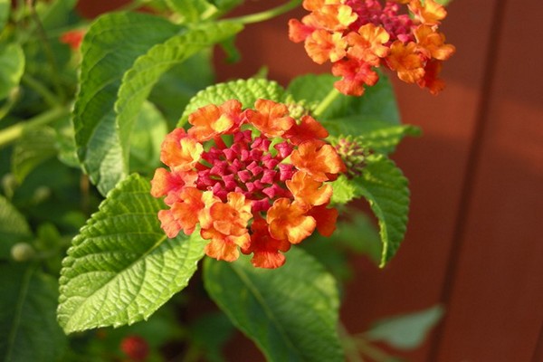 lantana care