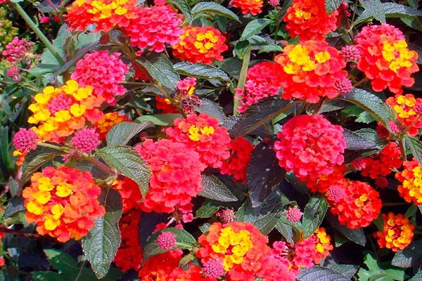 lantana litrato