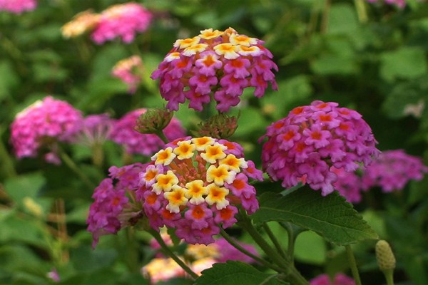 fotografija lantana