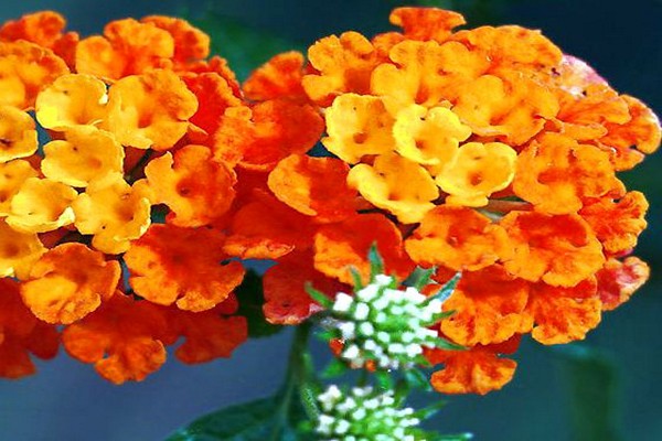 Lantana-Blumenfoto