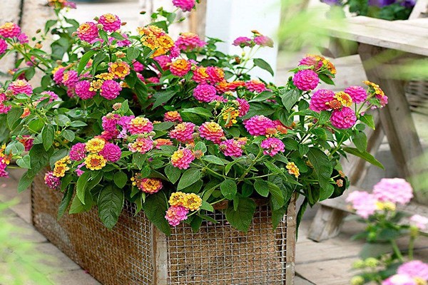 lantana care