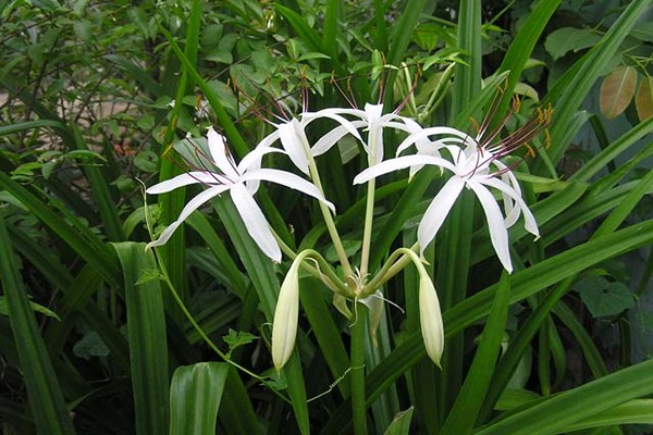 Crinum gewellt