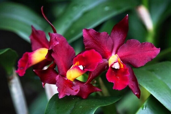 Orchidee lelia