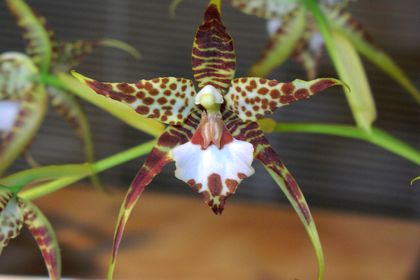 Fotografija Lemboglossum