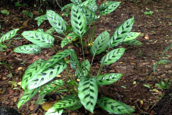 variétés de calathea