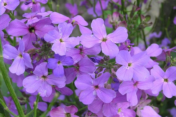 bulaklak levkoy