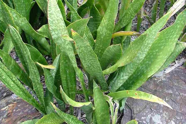 Sansevieria varieties