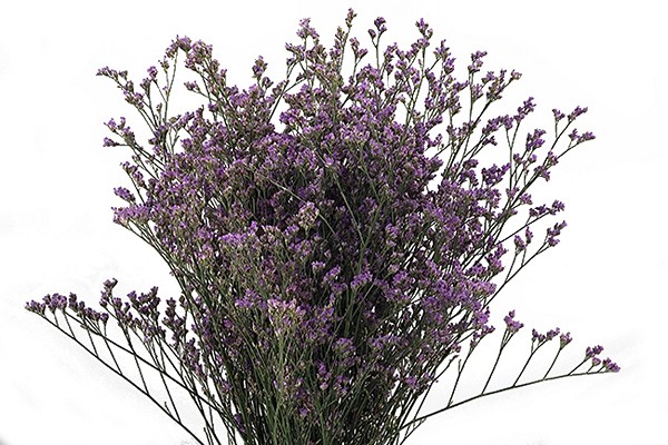 limonium flower photo