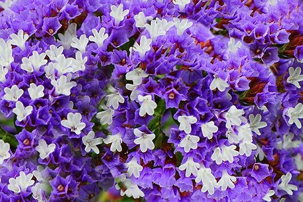 photo of limonium color