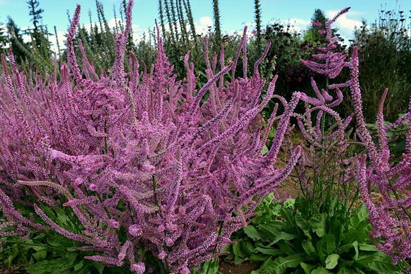 limonium photo