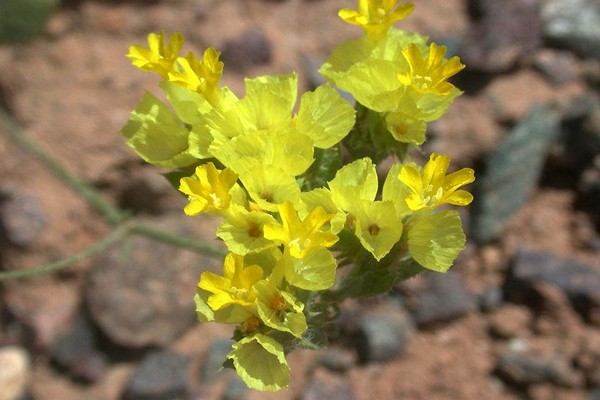 dried limonium