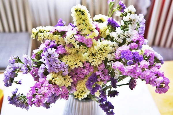 limonium flowers