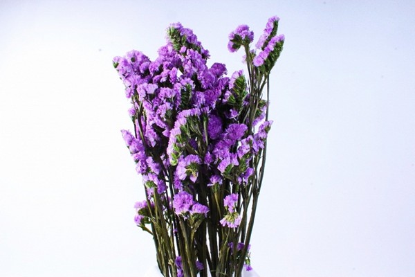 limonium