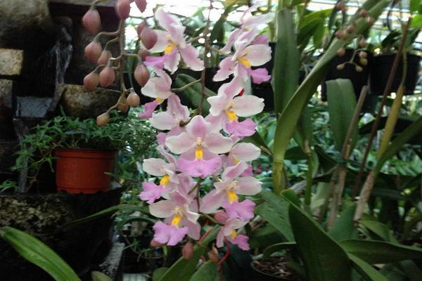 variétés d'odontoglossum