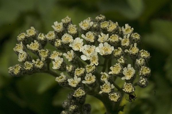 Saxifraga