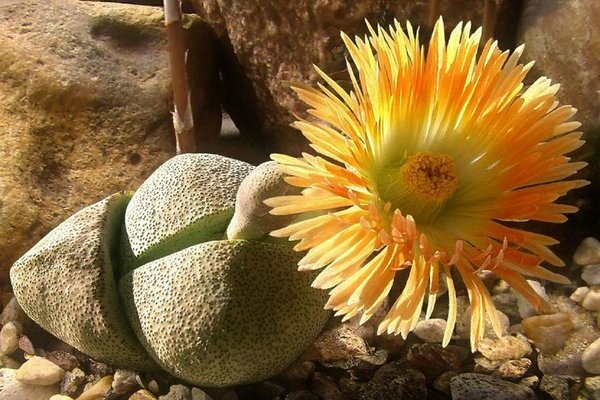 lithops photo