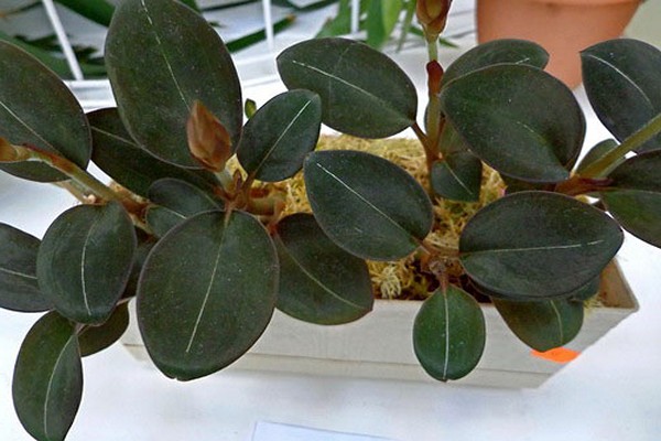 ludisia precious