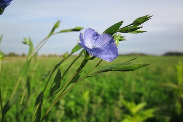 Linen photo