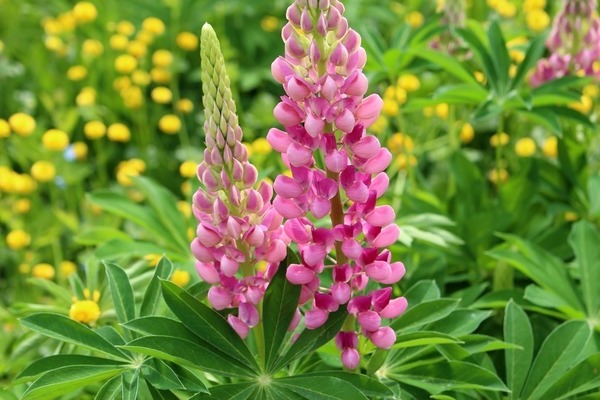 Fotografija lupine