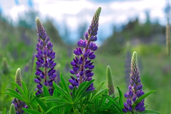 Lupine photo