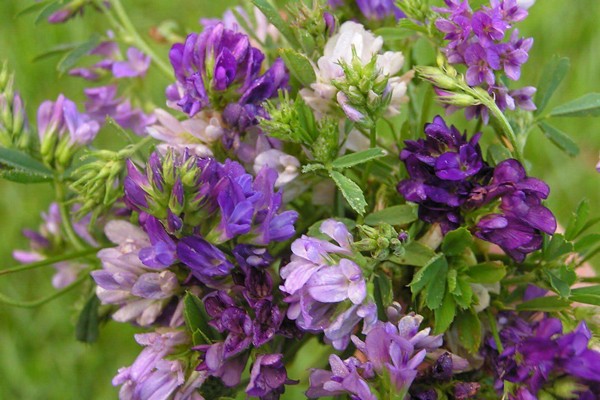 alfalfa photo