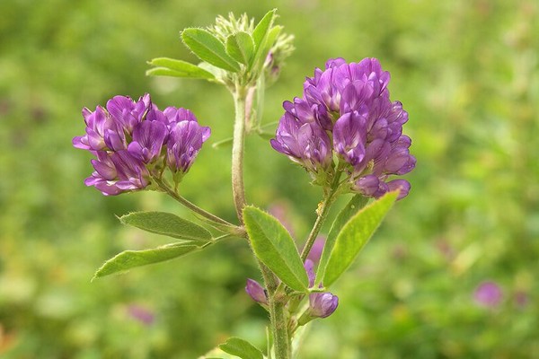 larawan ng alfalfa