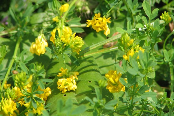 alfalfa properties