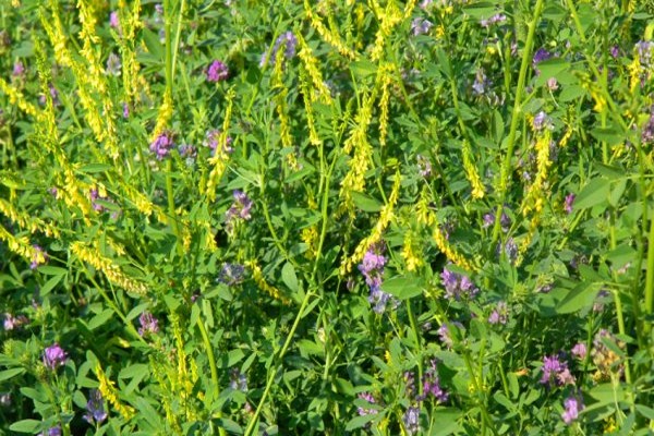 larawan ng alfalfa