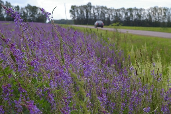 alfalfa properties