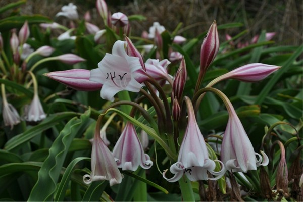 Crinum-Aquarium