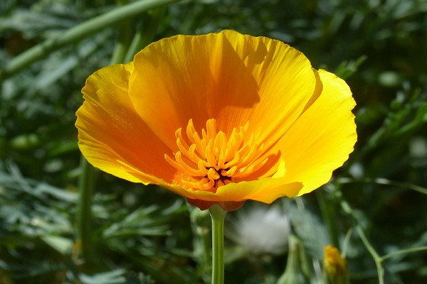 poppy photo