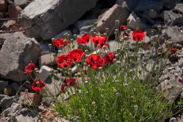 Bilder von Mohnblumen